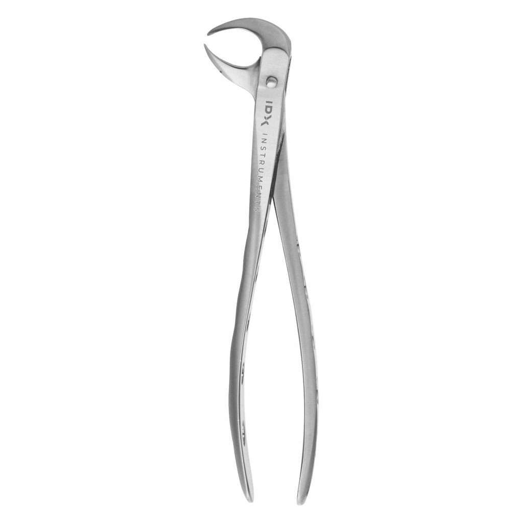 Fig.86C Lower Molars with Decayed or Broken Down Crown Either Side Cow Hom Beak 15cm