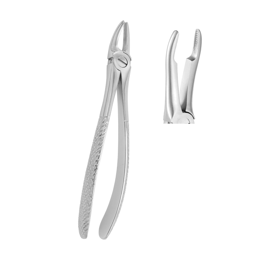 Fig.49 Very Fine Upper Roots